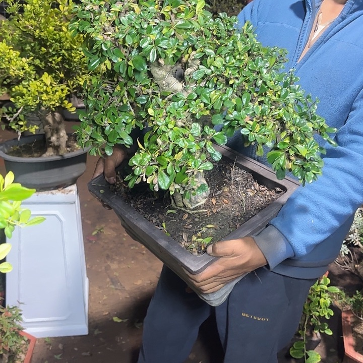 菠****无花朵哈哈哈哈哈