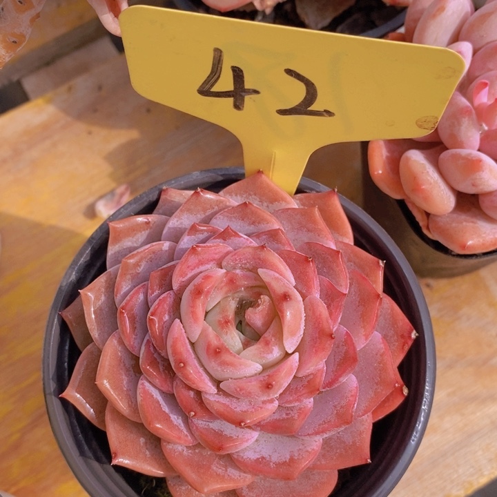 多肉植物，开心多肉