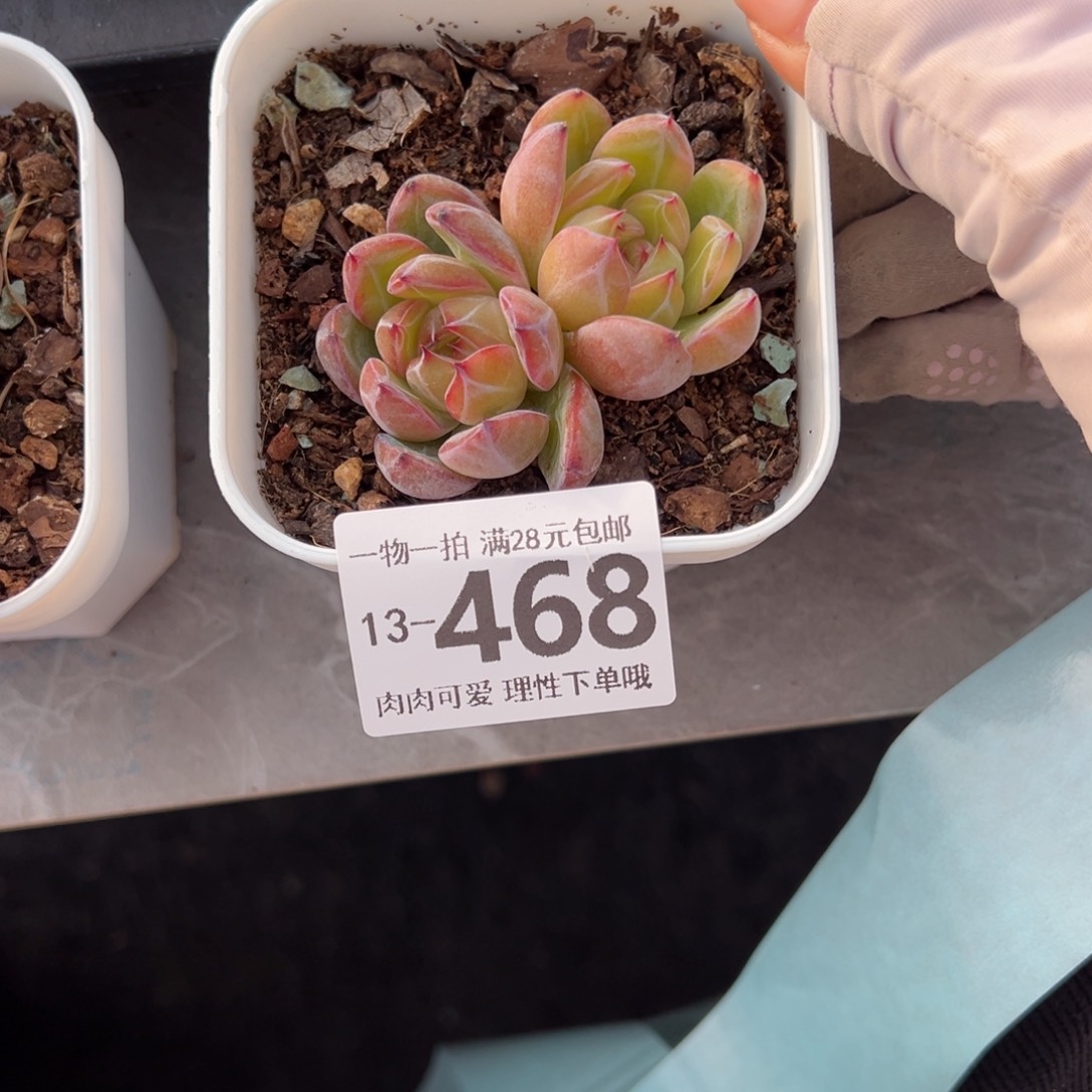 雪花珍妮多肉多肉多