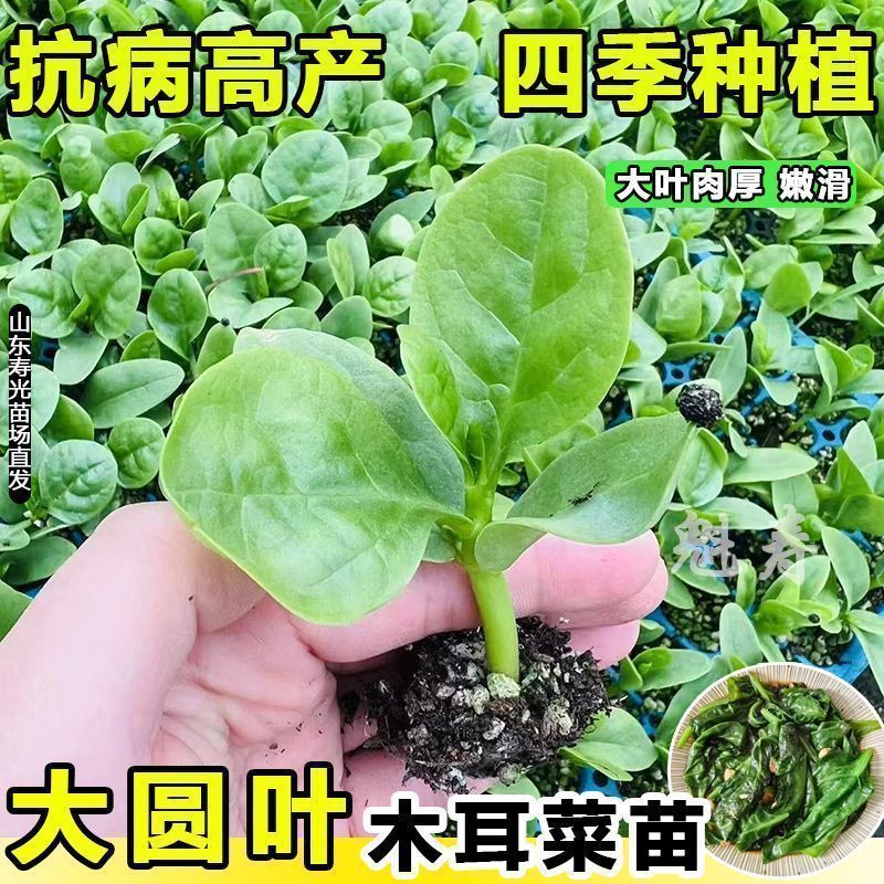 大圆叶木耳菜苗秧带土球四季盆栽阳台高产豆腐菜多茬采收寿光种子
