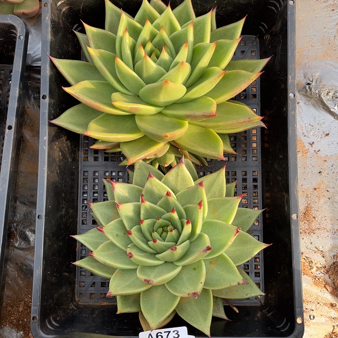 若如东云单拍A673