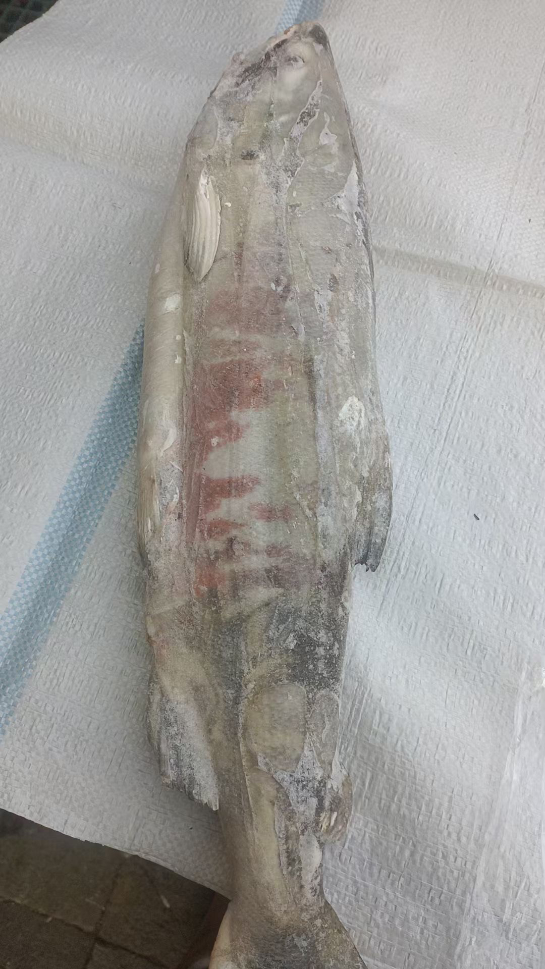 乌苏里江野生大马哈鱼