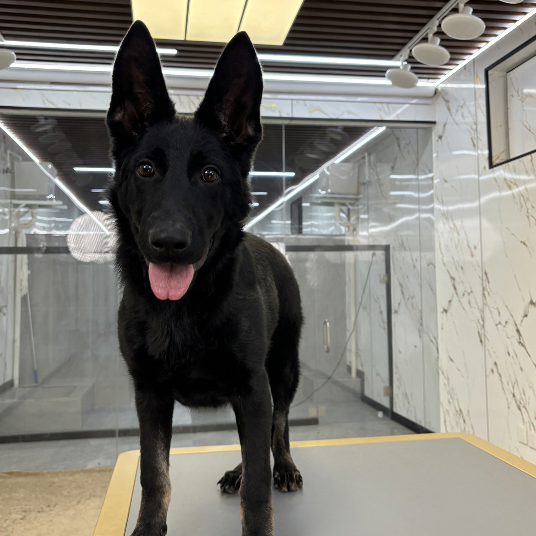 【戴斯名犬】东德牧羊犬 活体 狗狗 