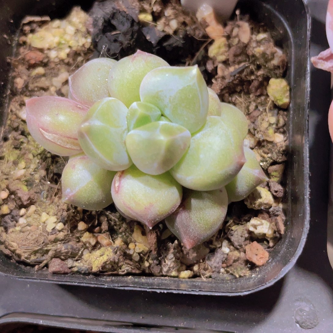 乌拉克拉e021一物一拍