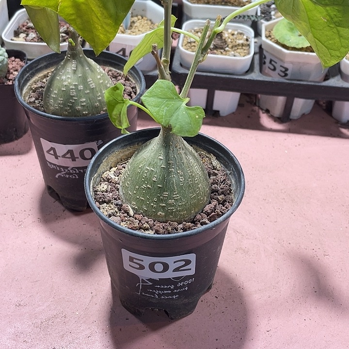 朱***杰502银叶睡布袋块根