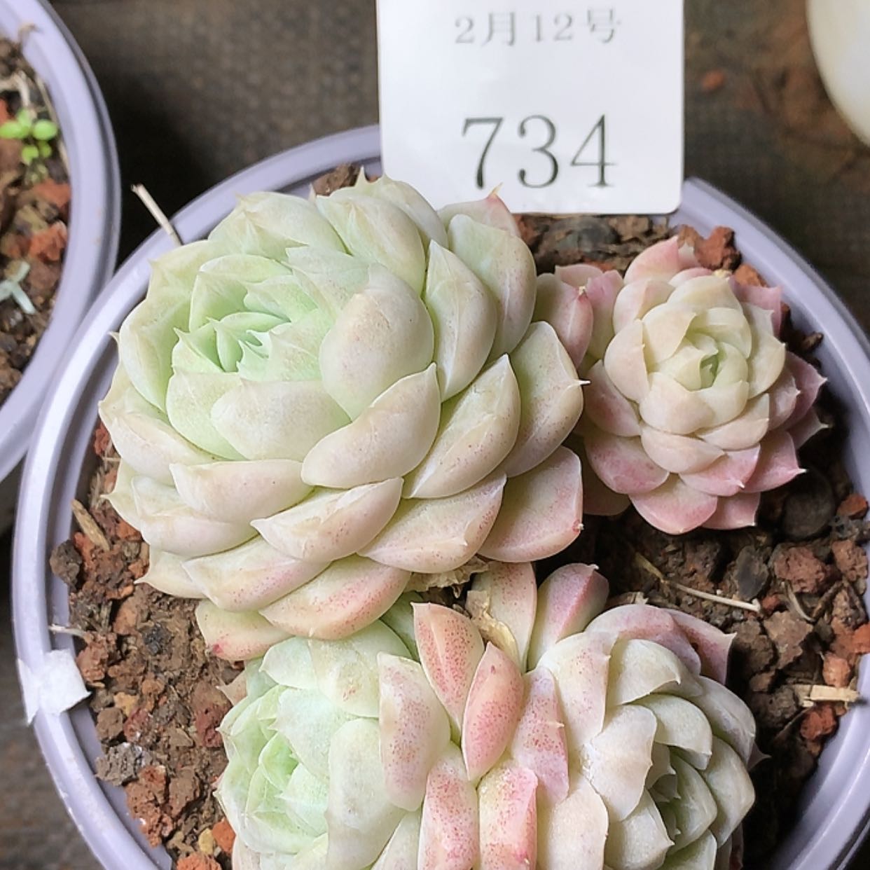 【闪购商品】云734