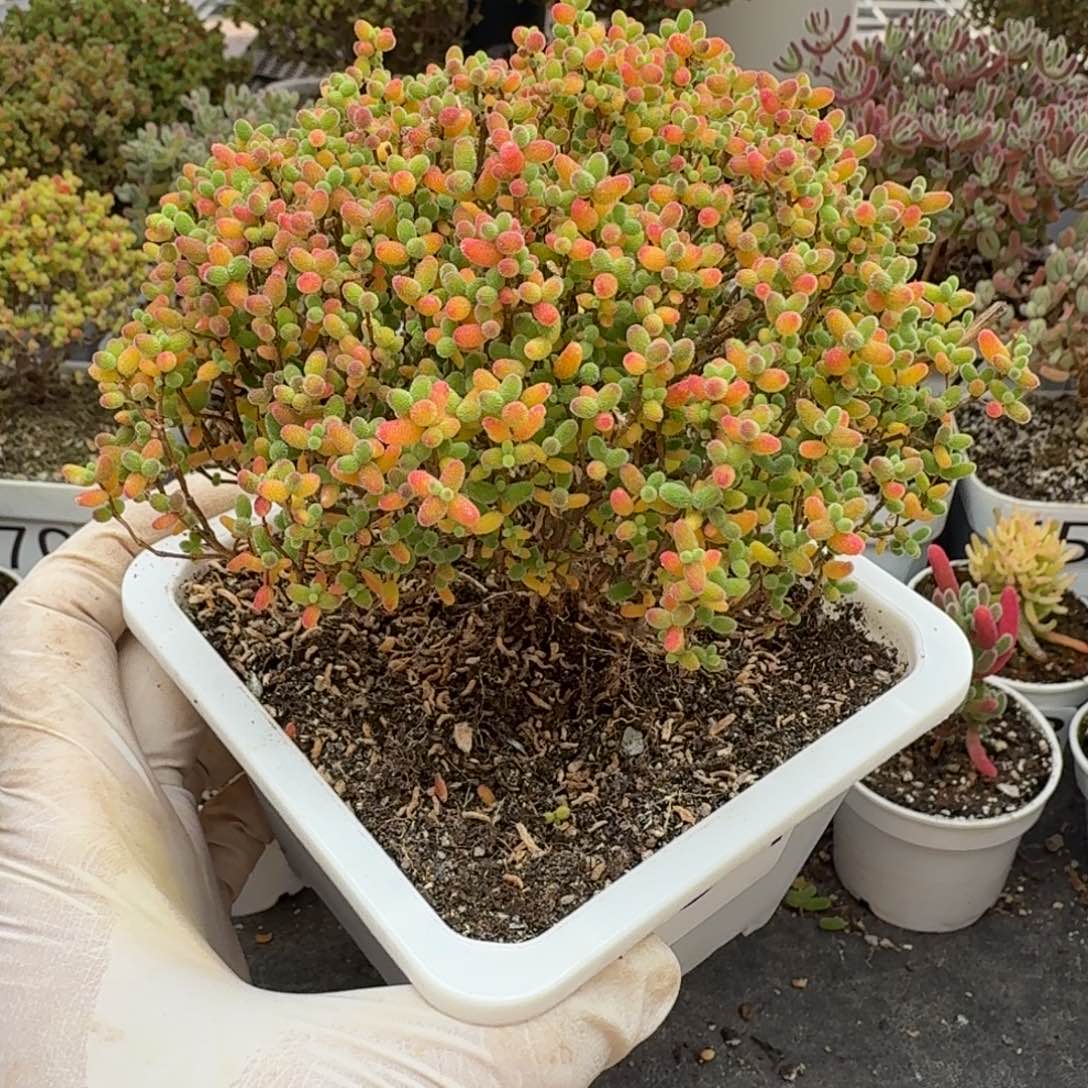 芳***694蜜橘糖球一物一拍