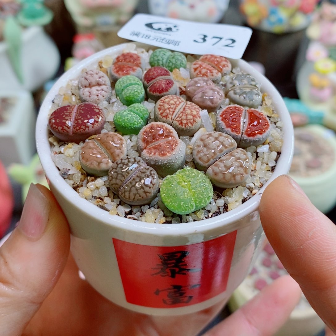 生石花花花哈哈哈哈哈哈372