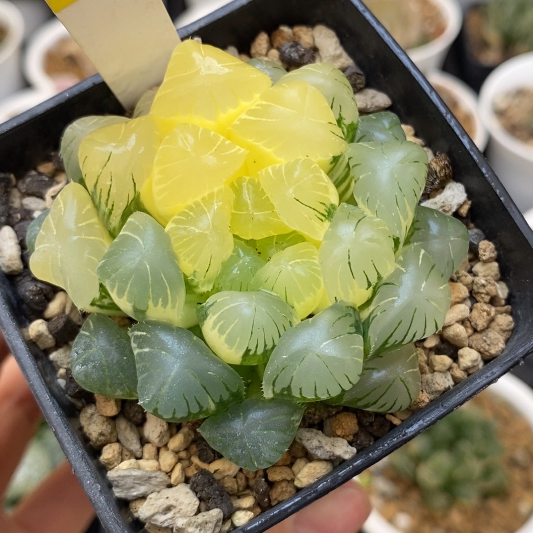 440实生玉露多肉植物