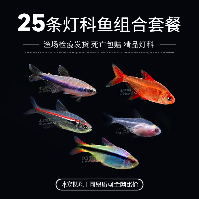 【直播优惠】精品灯科鱼25条组合套餐