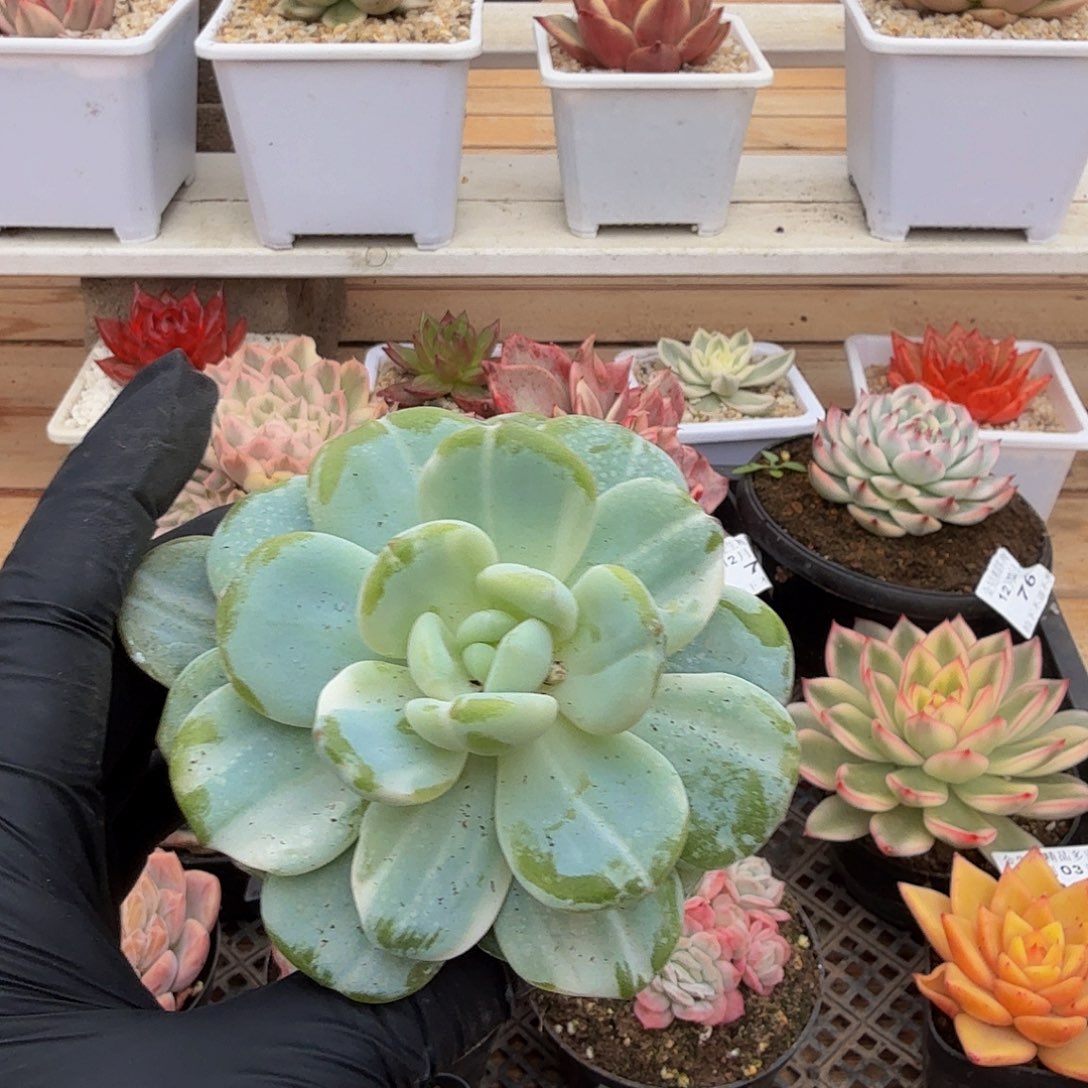 1203-87冷香锦单头a