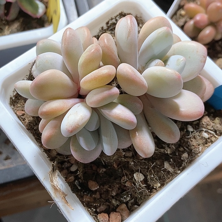 多肉植物粉兔19多肉