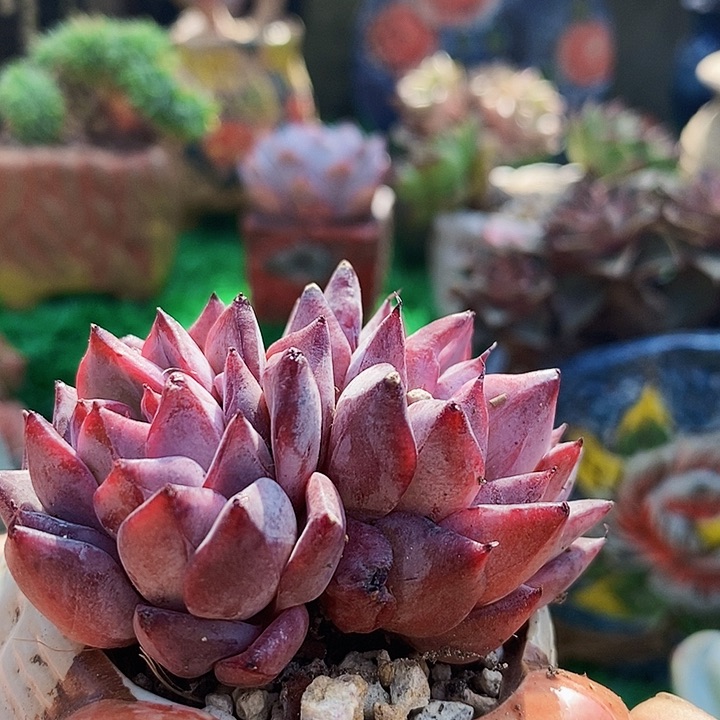 蓝龙杂带盆土多肉