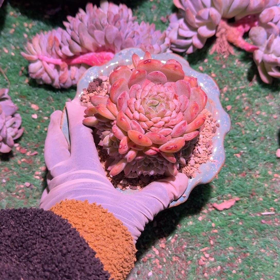 冰魄手捧呀呀呀呀