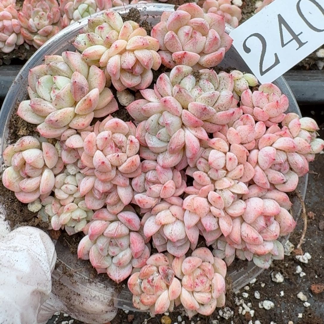 多肉植物多肉植物240