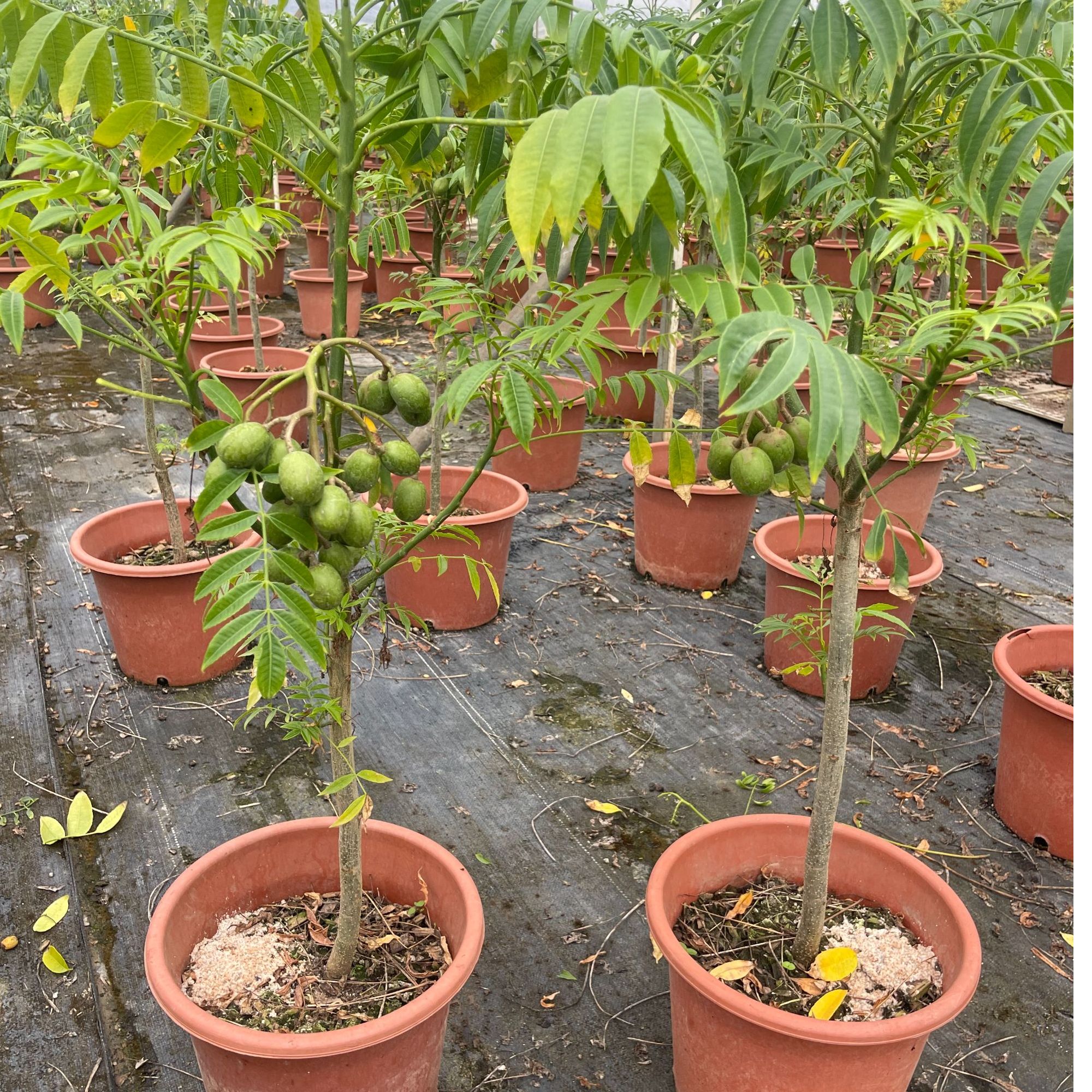 四季甜橄榄树多季开花结阳台庭院盆栽地栽大果香水柠檬树脆甜果树