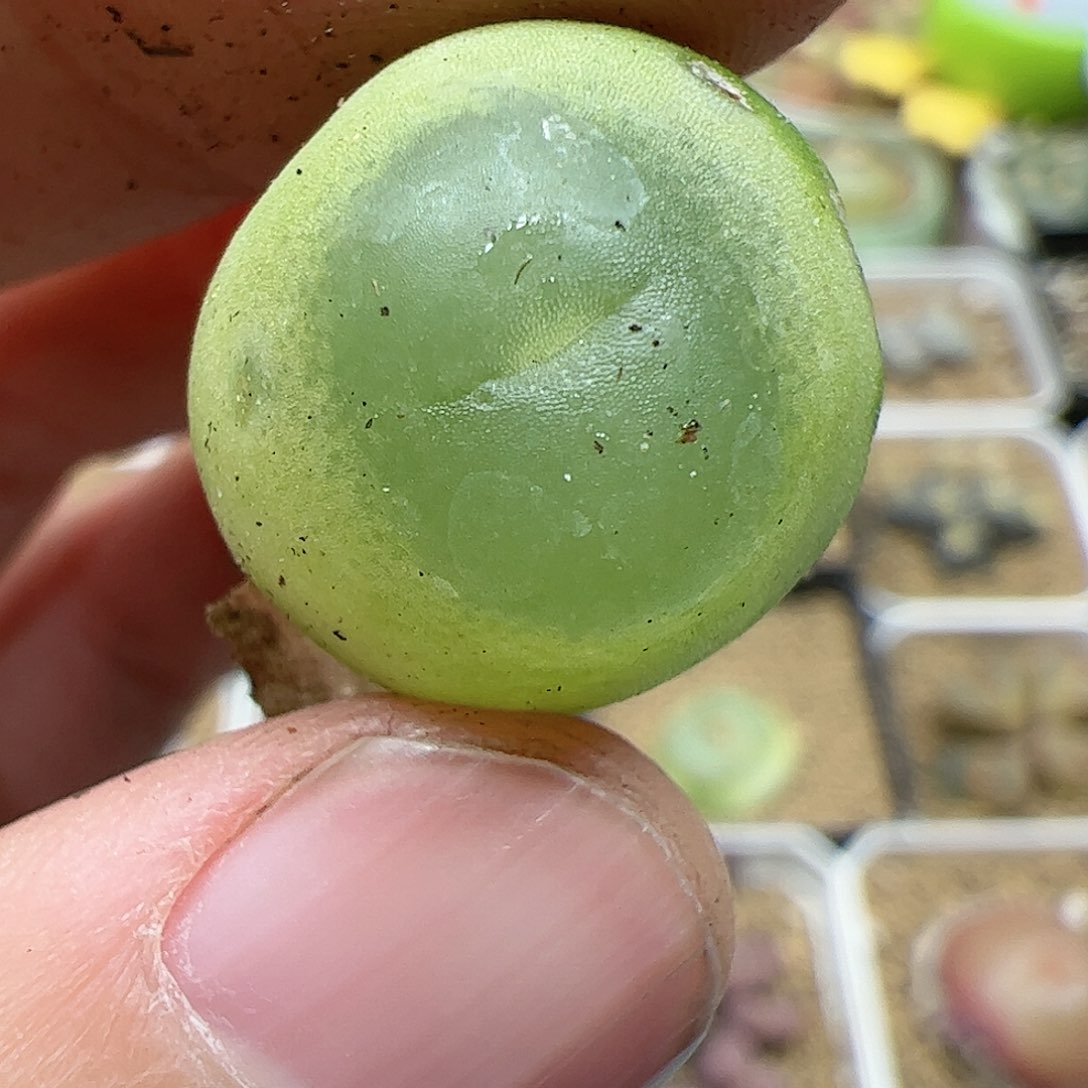 【闪购商品】234 双12福利