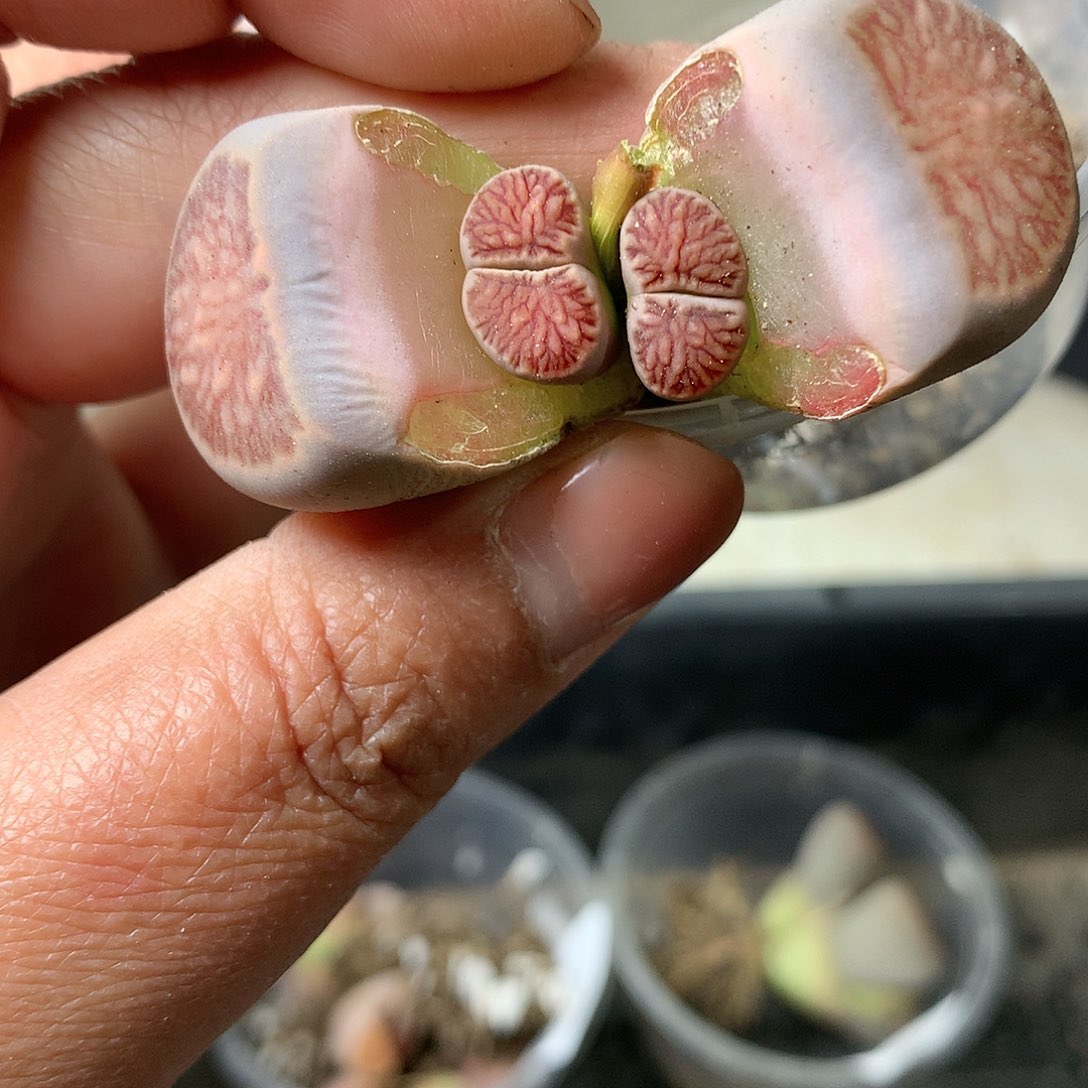 A146多肉植物保护研究所