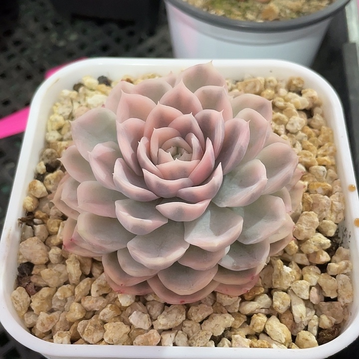 墨西哥雪球锦一物一拍