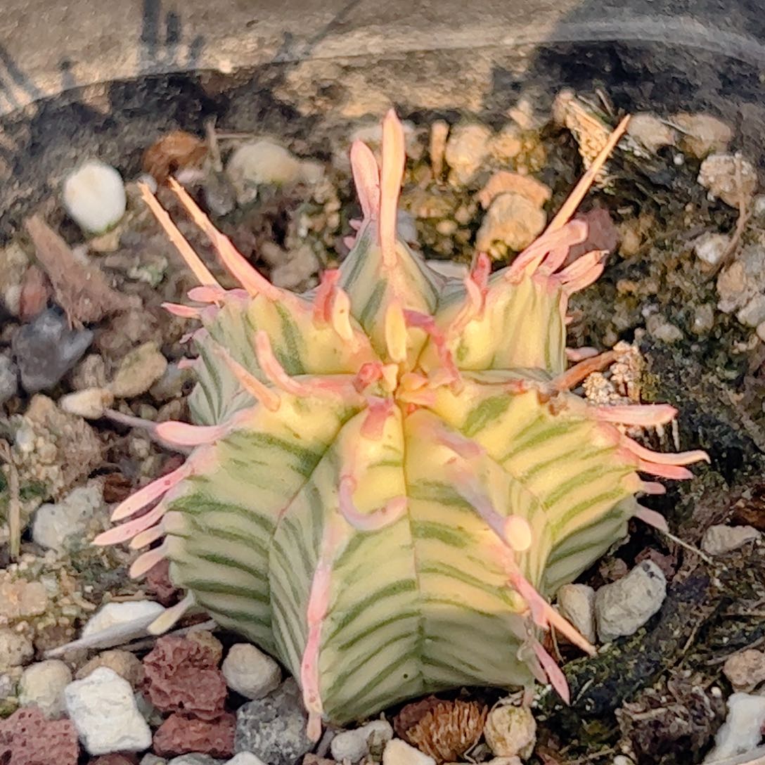 斑马锦自根仙人球