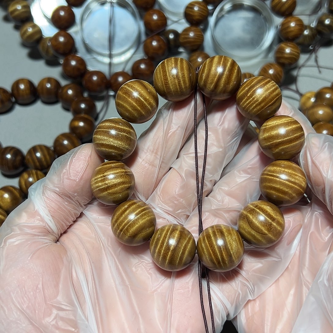 金丝楠金丝楠小叶桢楠2.0西瓜