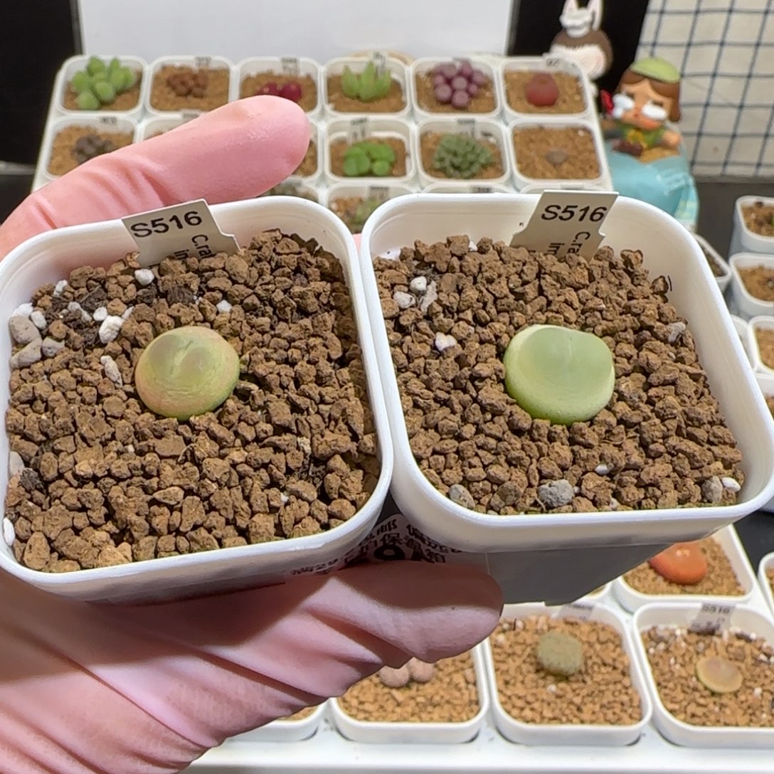 奥****肉锥多肉植物组合-595