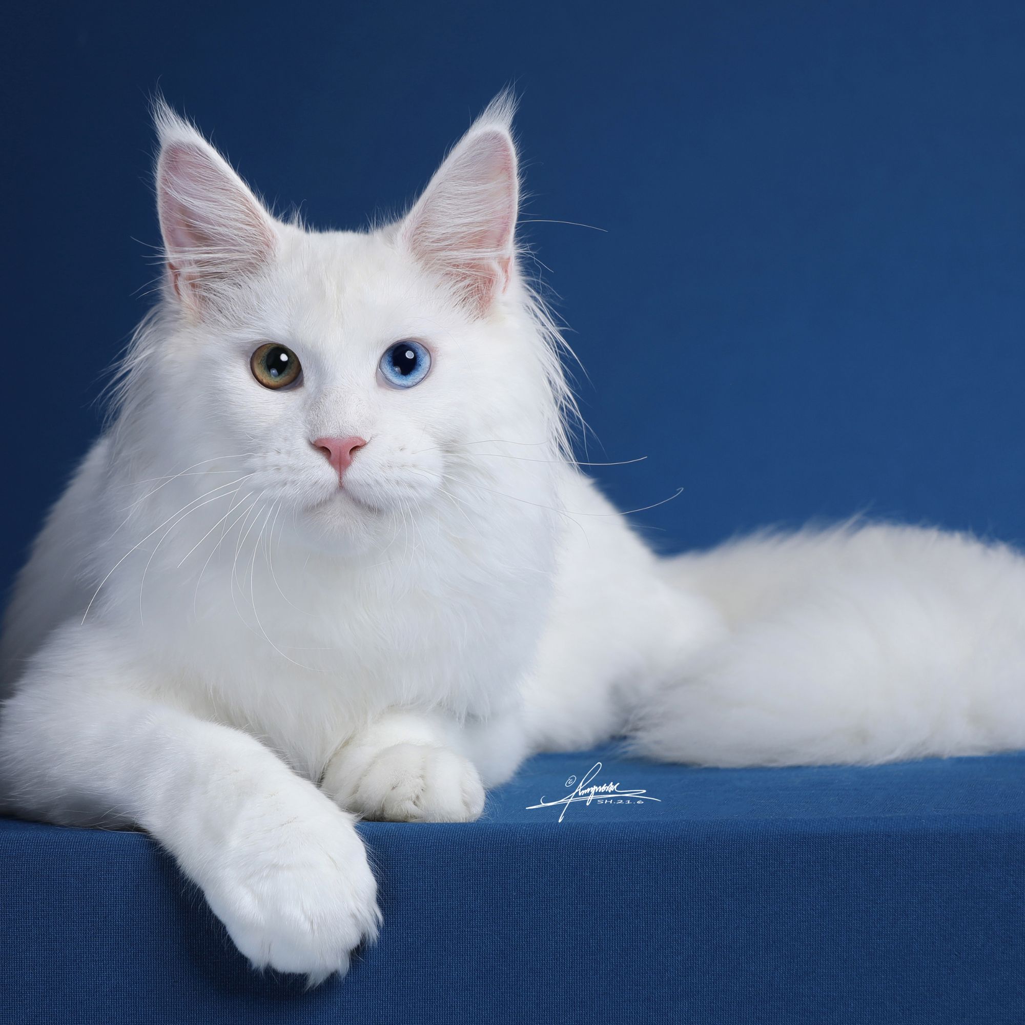 （天津缅因猫）缅因活体宠物猫猫