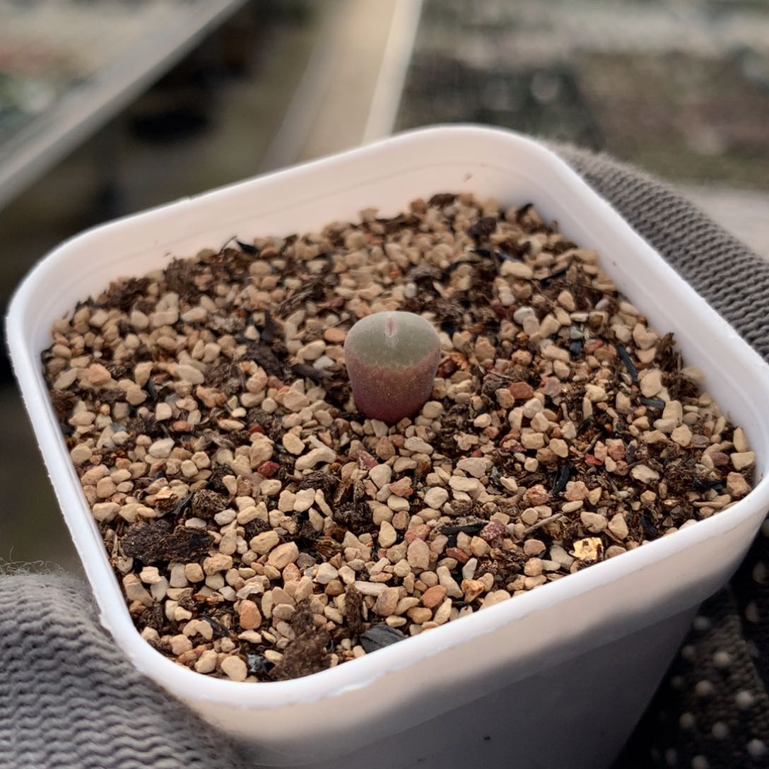 127安格尼斯一颗