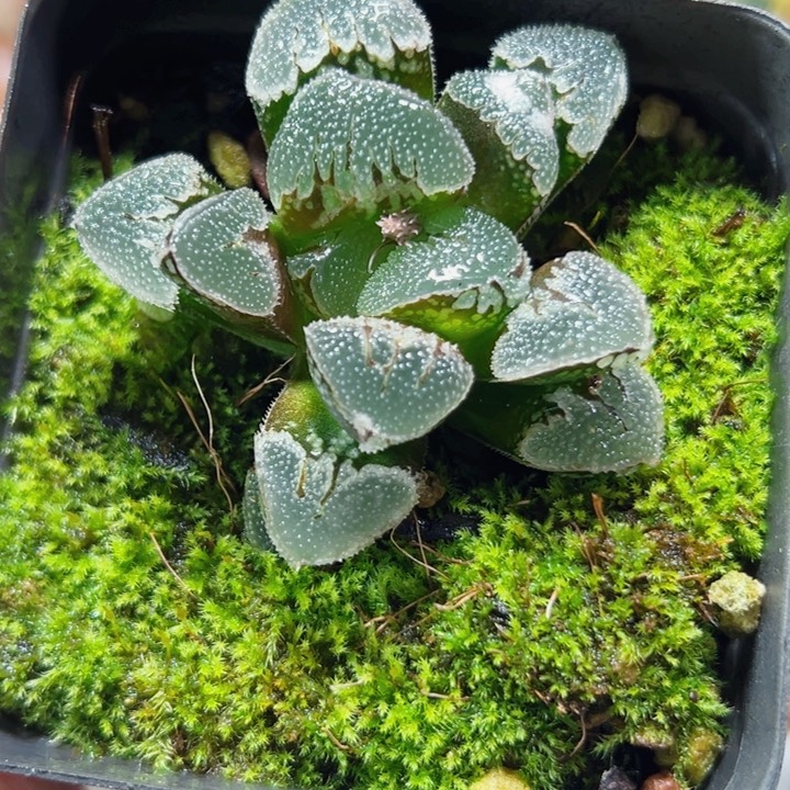 十二卷多肉水晶糖