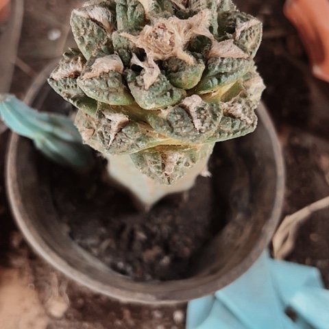 1032处理仙人球牡丹