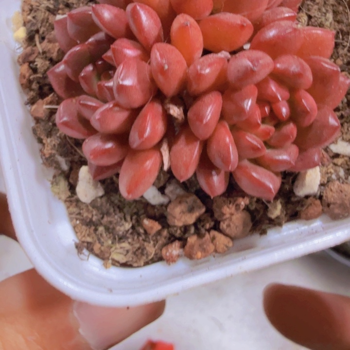 鸡血红宝石群一颗