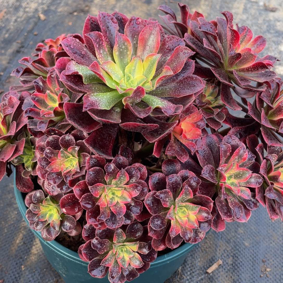 010美杜莎精品法师老桩