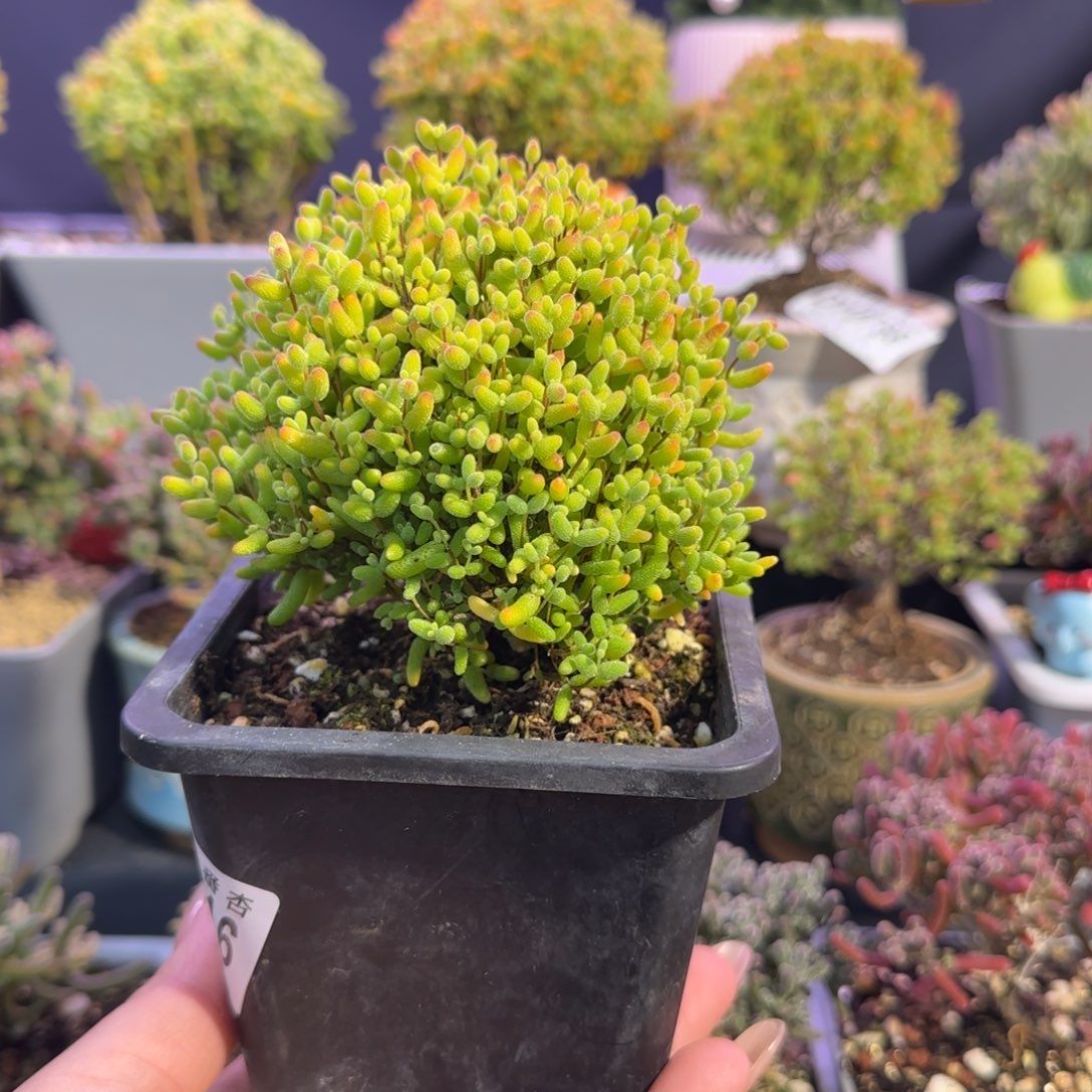 dy0816蜜橘冠服9.5cm 斜飘杆福利