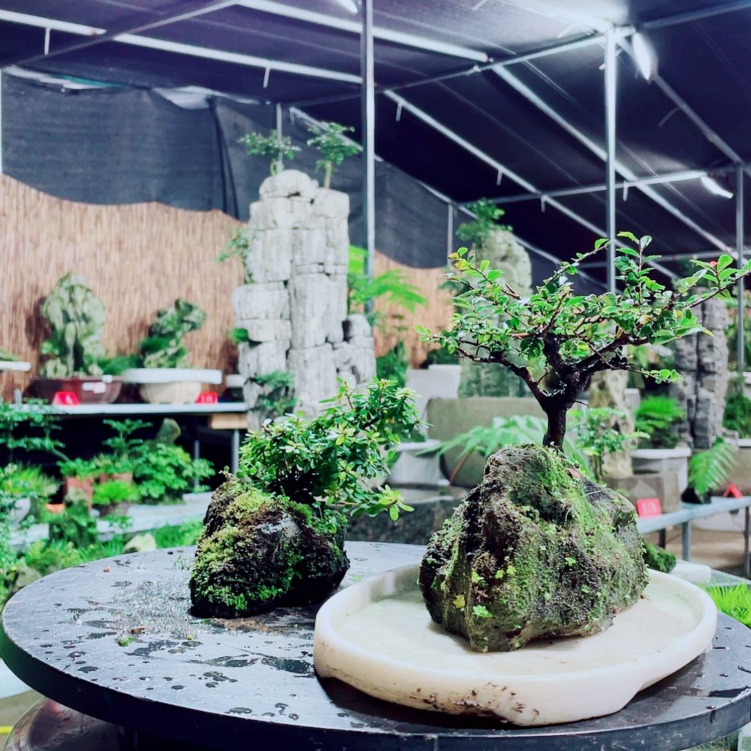 远***锋无花朵新品上架后我还要买