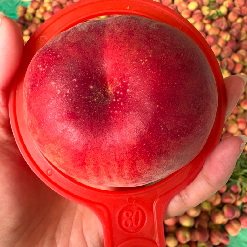 特早蜜彤短低温白肉毛桃品种桃树苗