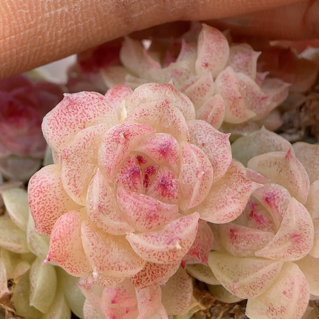 维*【闪购商品】0123-82散的