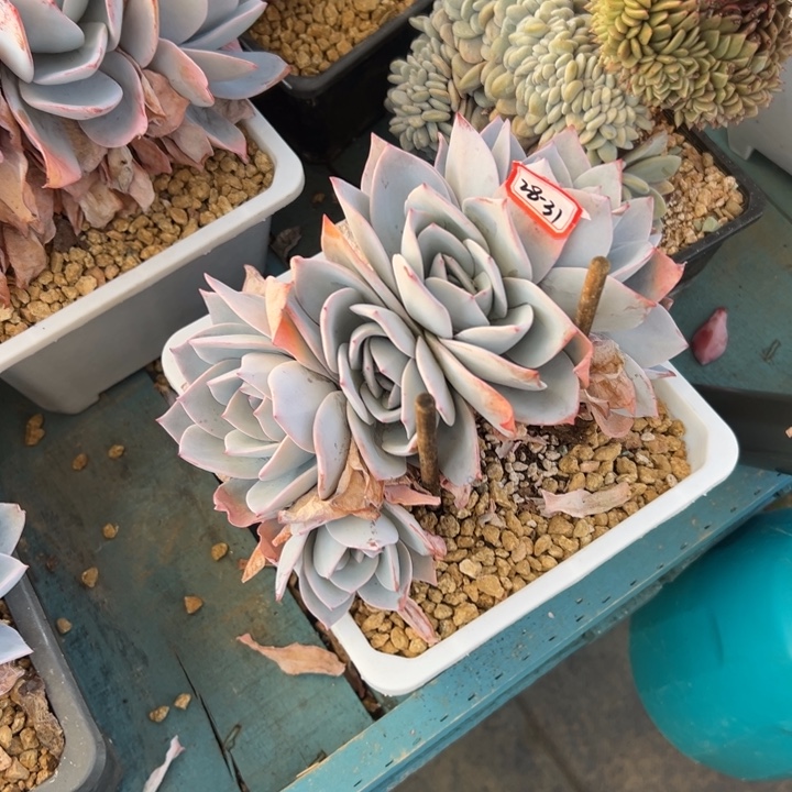 ℳ***༊精品多肉植物老桩