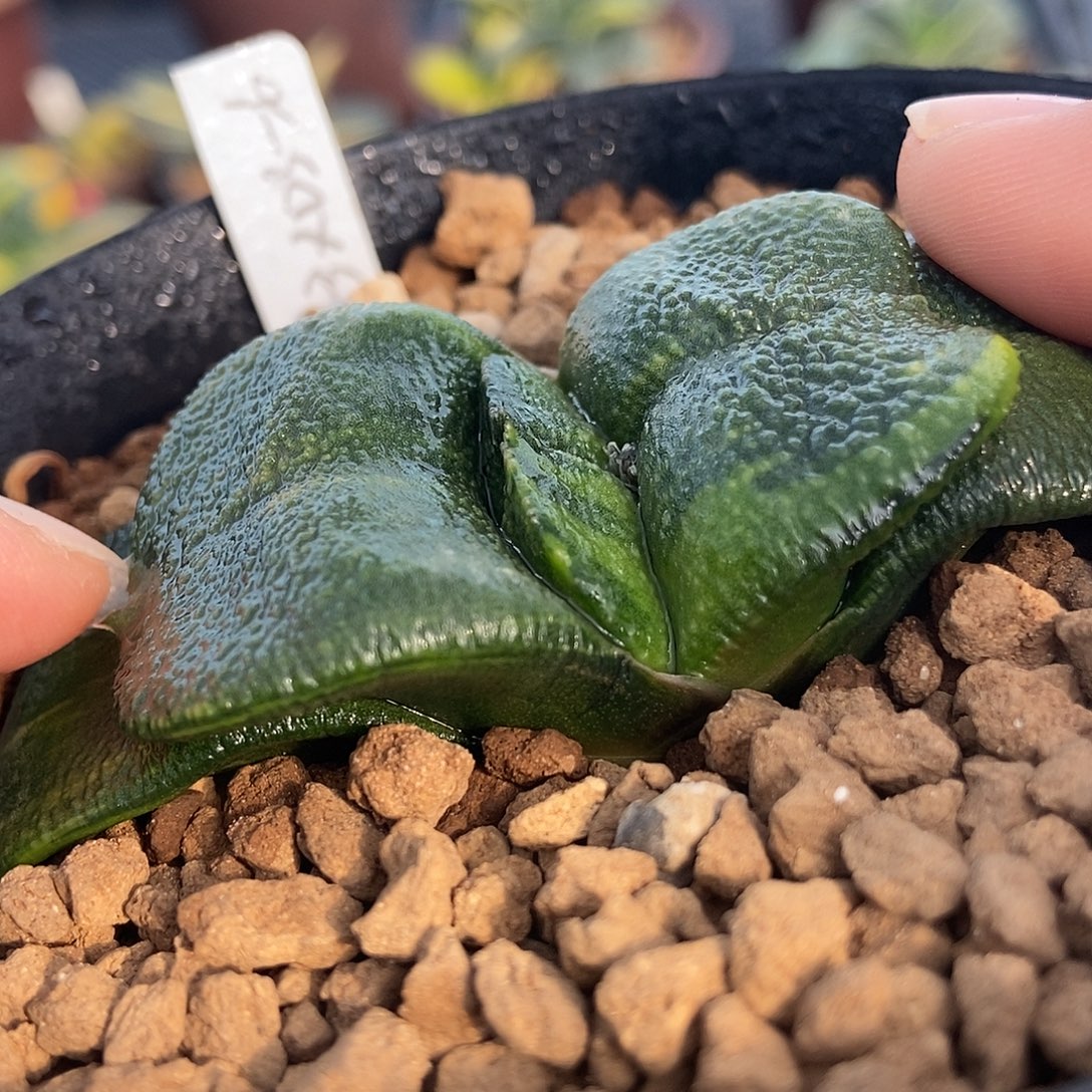 3-6特军配抄级蝴蝶锦带盆发货