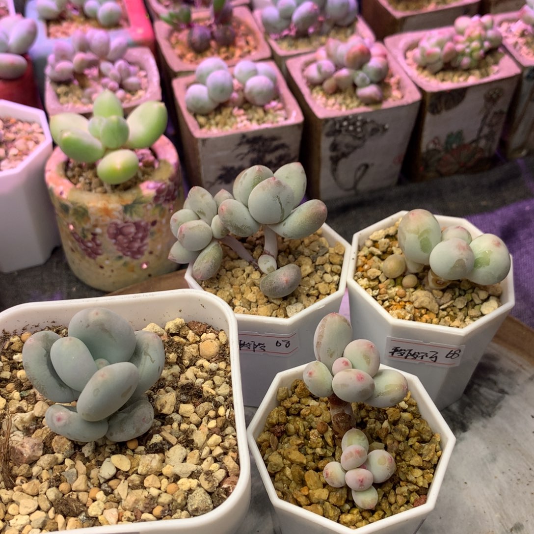 多肉植物一物一拍 特 段段不可