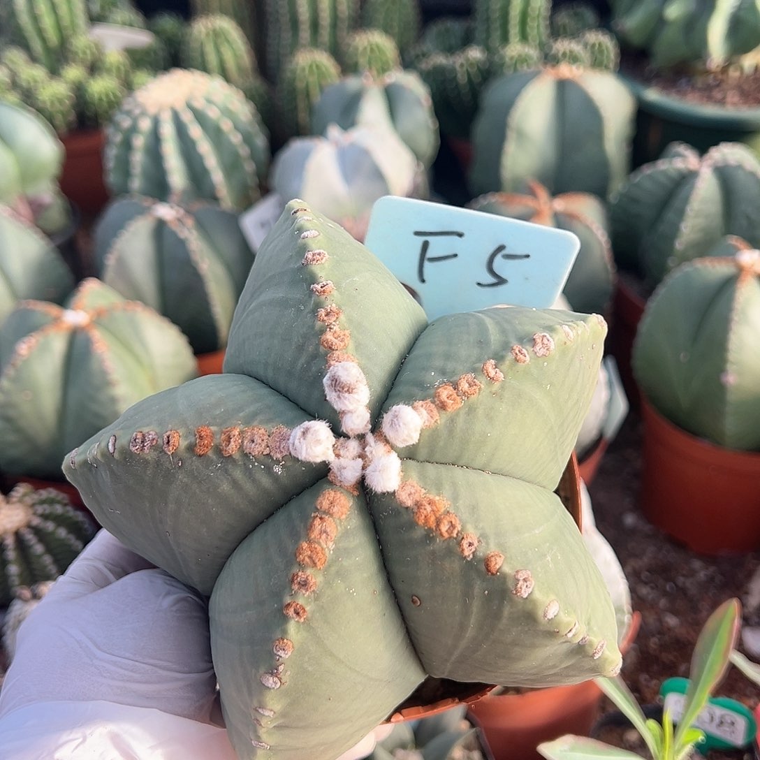 去噢噢噢噢噢噢噢哦哦