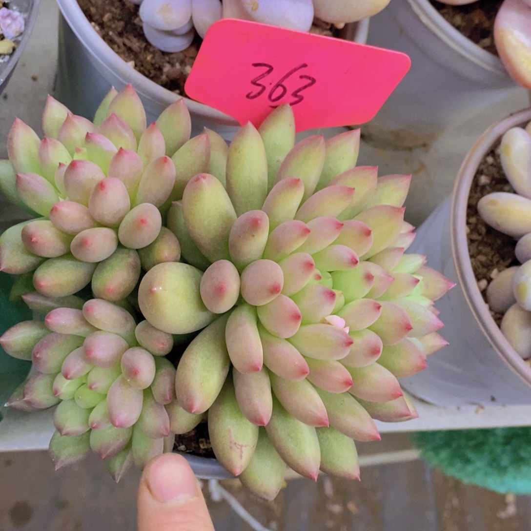 清货转场，一物一拍，看准