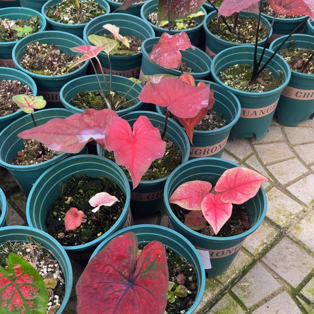 且****完全开放两颗焦糖大理石一物一拍