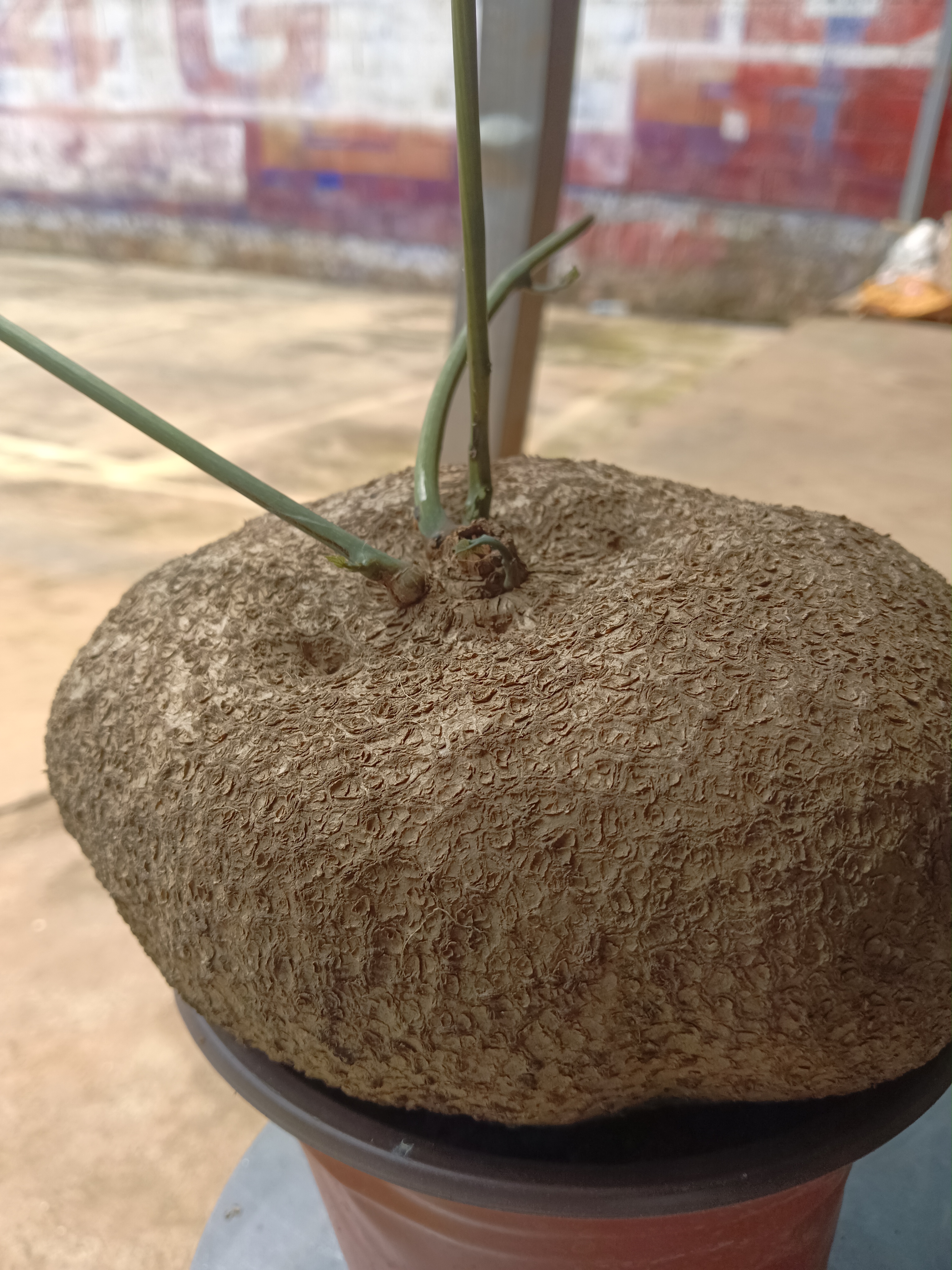 山乌龟植物种球盆栽室内阳台爬藤观叶水培好养绿植