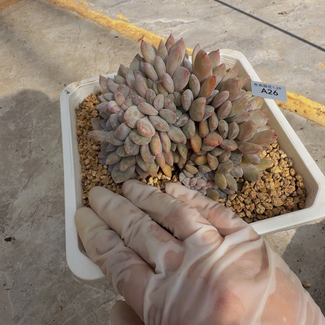 波****活a 26号一物一拍呀