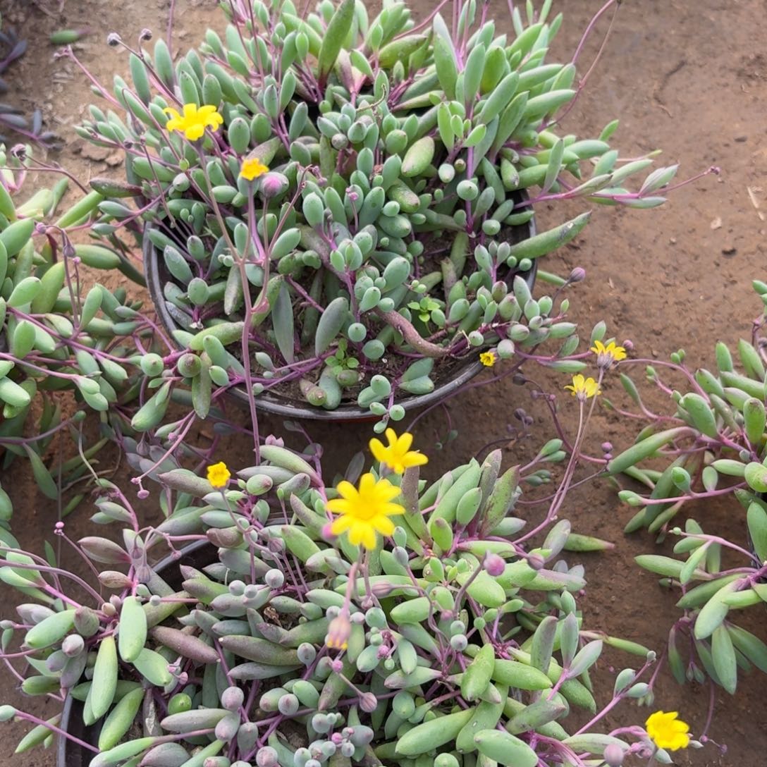 发情人泪佛珠22222