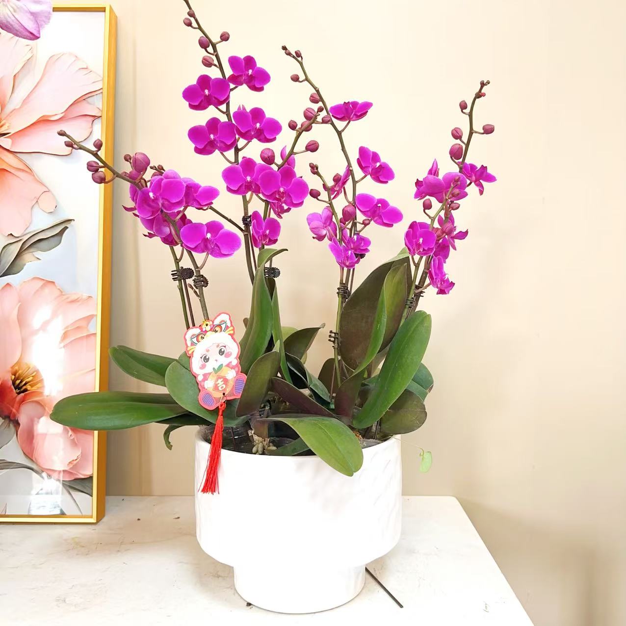 A级【满天红】精品 蝴蝶兰