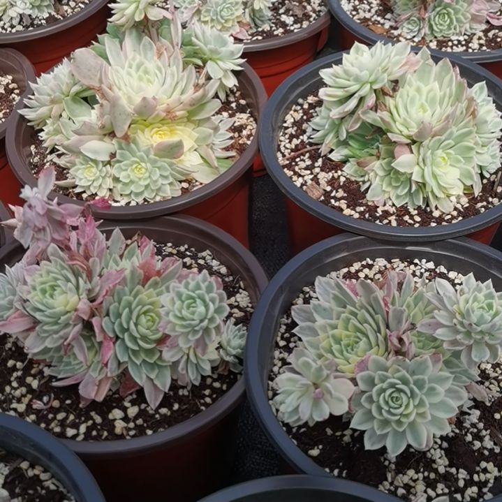 沙漠玫瑰白覆轮锦群刚长毛根