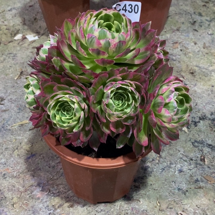 海王多肉植物430