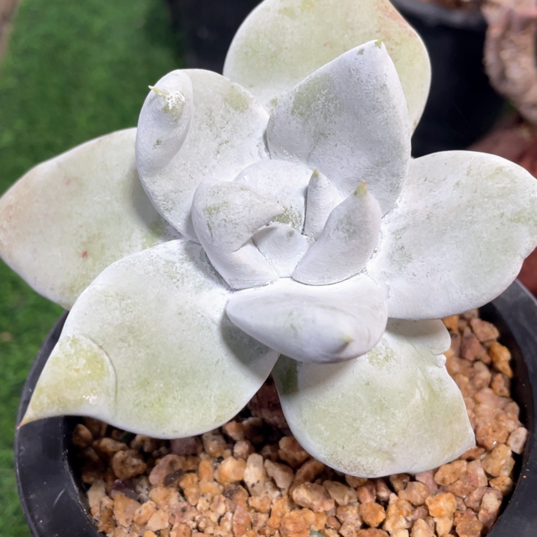 普芙拇指粗桩福利