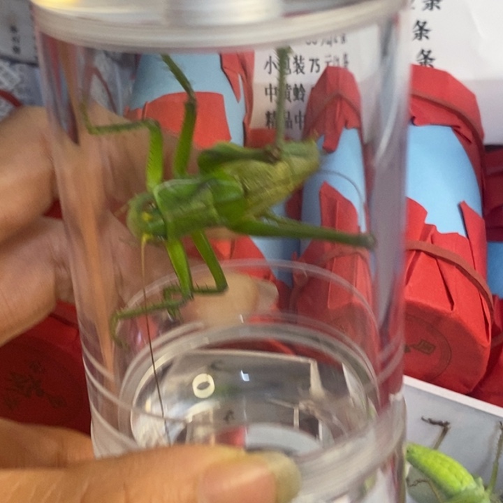 小***洲蟋蟀我在等着你回来哦